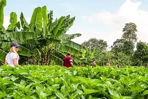 Taino Farm