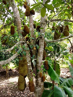 Taino Farm