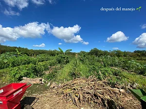 Después del manejo