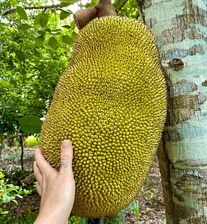 Taino Farm