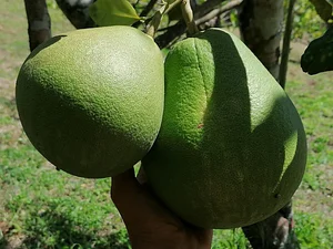 Taino Farm