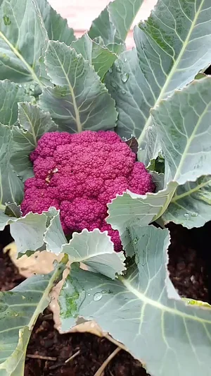 Coliflor morada