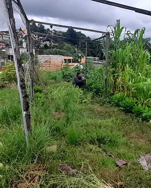 Un consorcio MILPA
