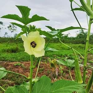 Flor de okra