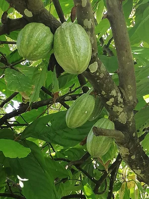 Taino Farm