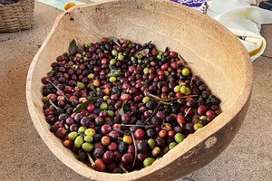 Intercâmbios Agroecológicos CTA 17