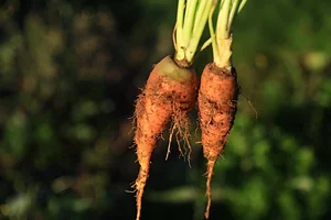 Permaculture à la ferme Dar Slaouia