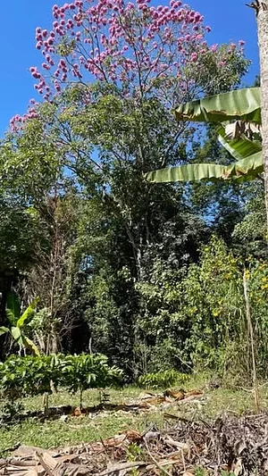 Manejo Agroflorestal