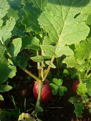 Permaculture à la ferme Dar Slaouia