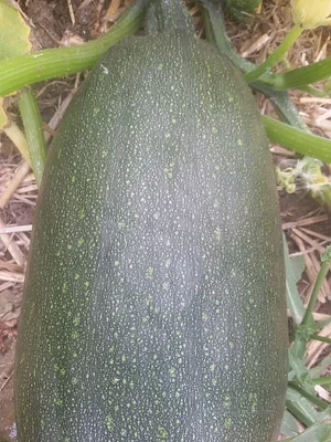 Permaculture à la ferme Dar Slaouia