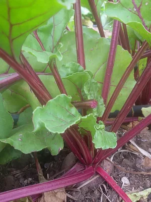 Permaculture à la ferme Dar Slaouia