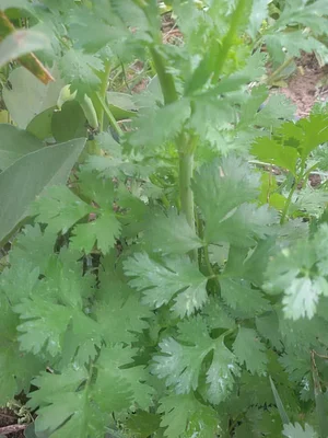 Permaculture à la ferme Dar Slaouia