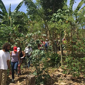Visita ao CSA - Produção Orgânica