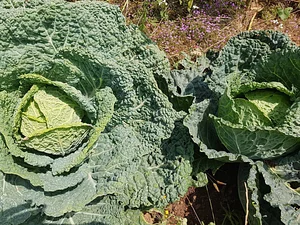 Permaculture à la ferme Dar Slaouia