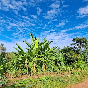 Agrofloresta feita no nosso curso de agroecologia