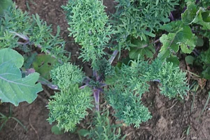 Permaculture à la ferme Dar Slaouia