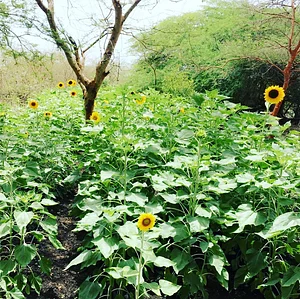Sun ☀️ flower