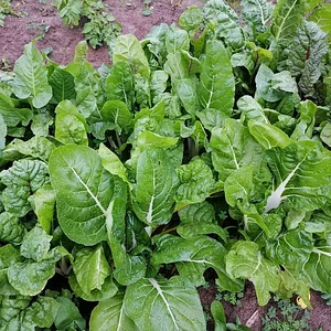 Permaculture à la ferme Dar Slaouia
