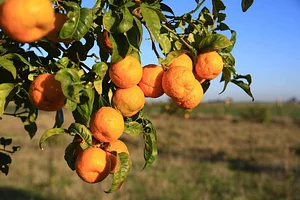 Permaculture à la ferme Dar Slaouia