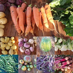 Permaculture à la ferme Dar Slaouia