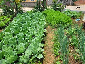Intercâmbios Agroecológicos CTA 9
