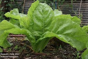 Drylands Permaculture Nursery