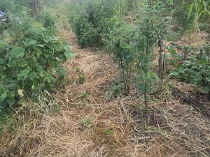 Cobertura Vegetal