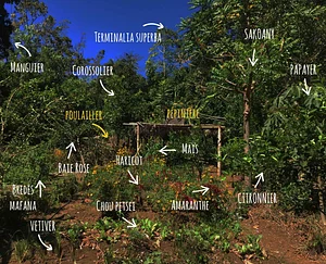 A Forest Garden