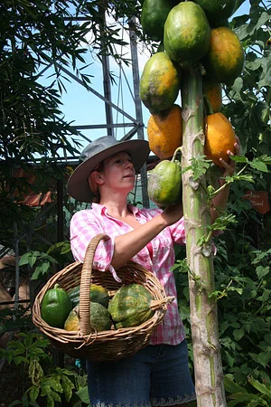 Drylands Permaculture Nursery