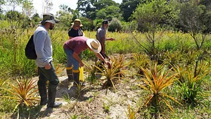 Dia de visita na plantação de Abacaxi