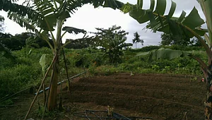 Atividade de Campo