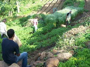 Capim destinado à compostagem e cultivo