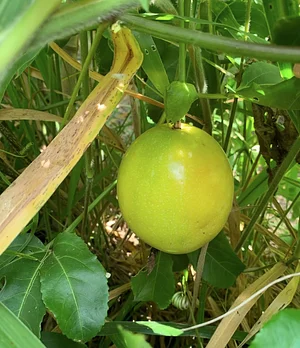 Novo fruto começa a nascer em nossa agrofloresta