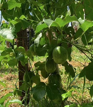 Organic Passion Fruit (Maracujá)