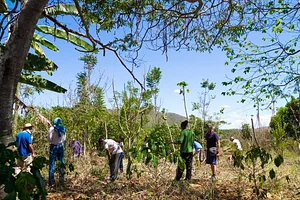 Mutirão Agroecológico