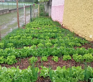 Hortinha