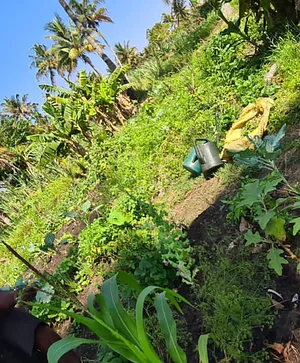 Nkwe Agroforestry