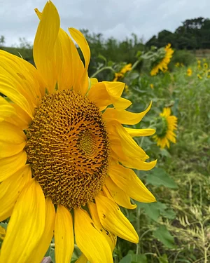 Girasol