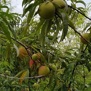 Fartura da vida... Pêssegos