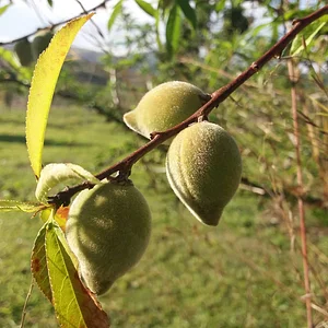 Frutos da terra