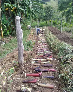 Dia de Renovação dos canteiros de agroflorestais