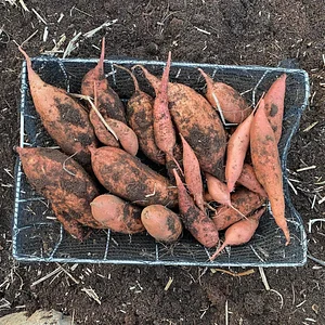 Nkwe Agroforestry