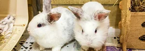 Elvekas Rabbits