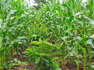 Environmental Awareness and tree Planting