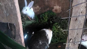 Rabbit in Cage