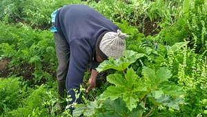 Our Carrot grown fully organic
