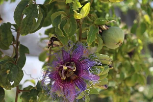 CEDASB - Centro de Convivência e Desenvolvimento Agroecológico do Sudoeste da Bahia