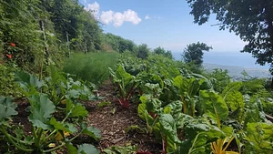 Permaculture à L'Ortu Muntagnolu