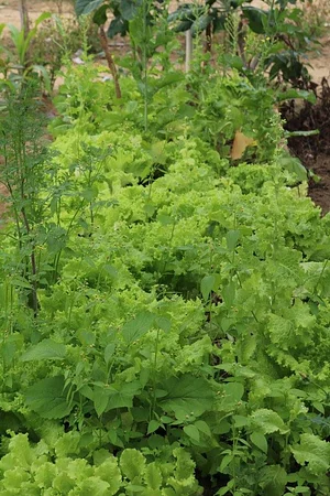 CEDASB - Centro de Convivência e Desenvolvimento Agroecológico do Sudoeste da Bahia
