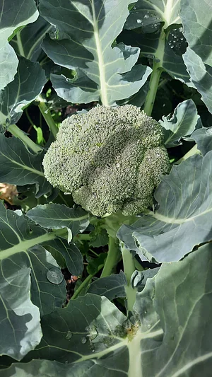 Permaculture à L'Ortu Muntagnolu